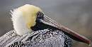 Pelican's View (769Wx390H) - Pelican's View - Amelia Island - 2009 