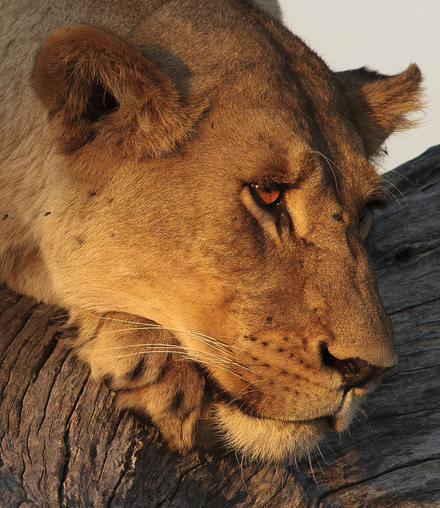 Download Pensive Lion (867Wx1000H)