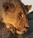 Pensive Lion (867Wx1000H) - Pensive Lion - Africa - 2010 