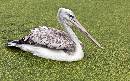 Pink Backed Pel 2 (1289Wx800H) - Pink Backed Pelican II - Amelia Island - 2010 