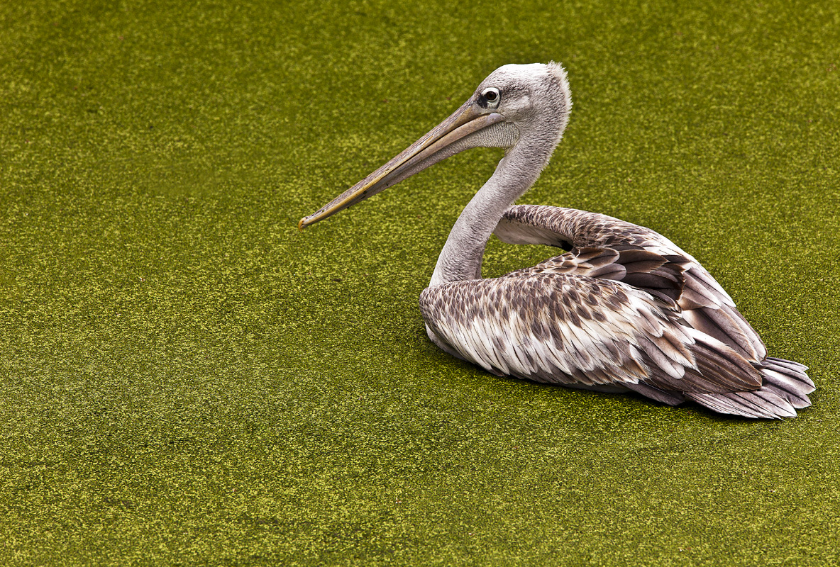 Download Pink Backed Pel Duck (1184Wx800H)