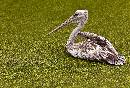 Pink Backed Pel Duck (1184Wx800H) - Pink Backed Pellican on Duck Grass - Amelia Island - 2010 