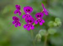  (580Wx425H) - Pink Flower - 2004 