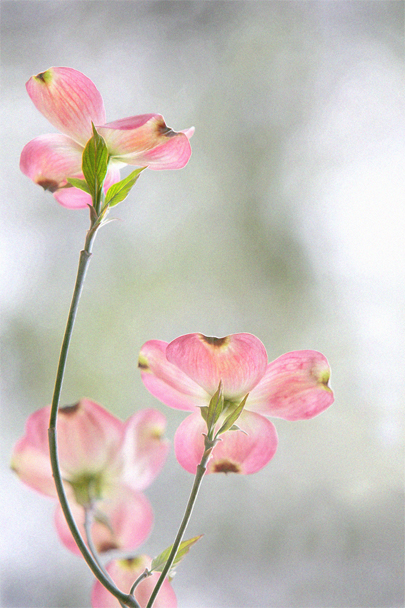 Download New Rose in Bloom (405Wx608H)