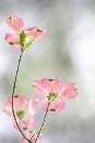 New Rose in Bloom (405Wx608H) - A Flower for Dania, Eric and Jessica's First 