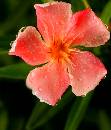 PinkFlower (598Wx700H) - Pink Flower - Rain - San Antonio - 2006 