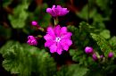  (700Wx456H) - Pink Flower 2002 