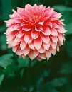  (450Wx583H) -  
