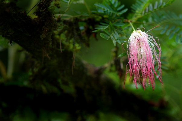 Download PinkSpaggetti Flower (603Wx404H)
