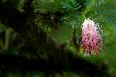 PinkSpaggetti Flower (603Wx404H) - PinkSpaggettiFlower 2 - Costa Rica - 2005 