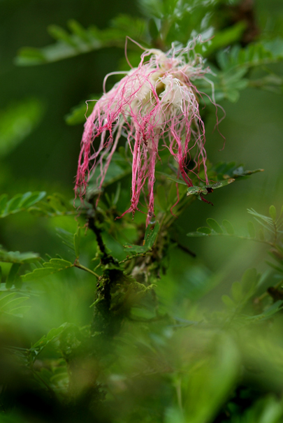 Download PinkSpaggetti (405Wx605H)