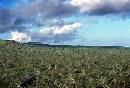 Plains (592Wx403H) - Peru - 2002 
