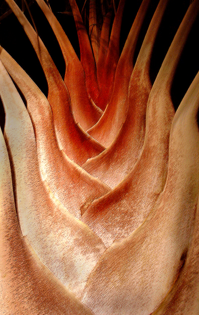 Download Plant (396Wx625H)