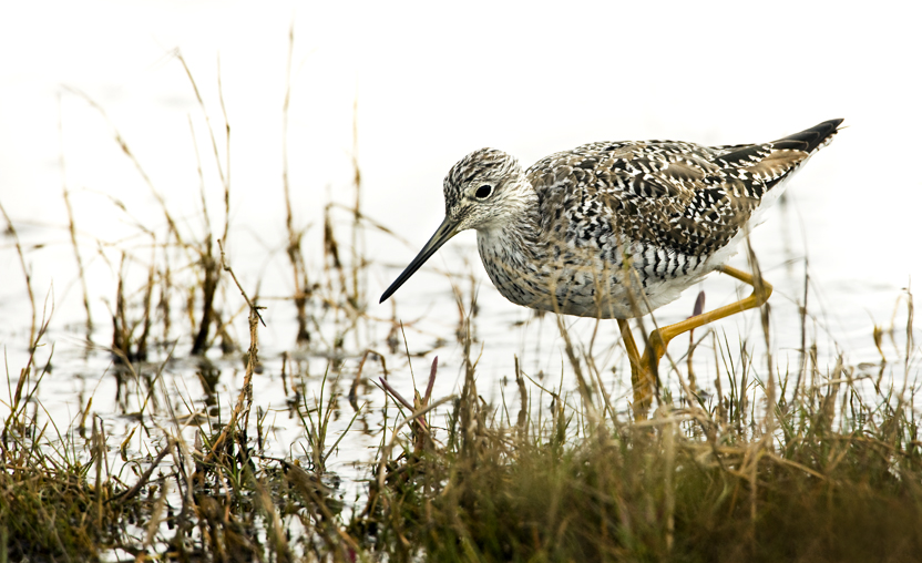 Download Plover (832Wx508H)