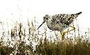 Plover (832Wx508H) - Plover - Merrit Island - 2008 