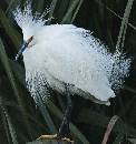 Plumage II (936Wx1000H) - Plumage II - Amelia Island - 2010 