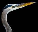 Pointed Beak (932Wx800H) - Pointed Beak - Amelia Island - 2010 