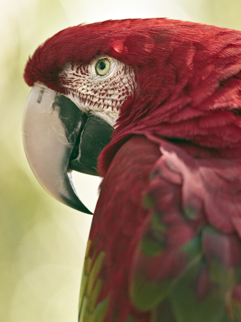 Download Polly  (824Wx1100H)