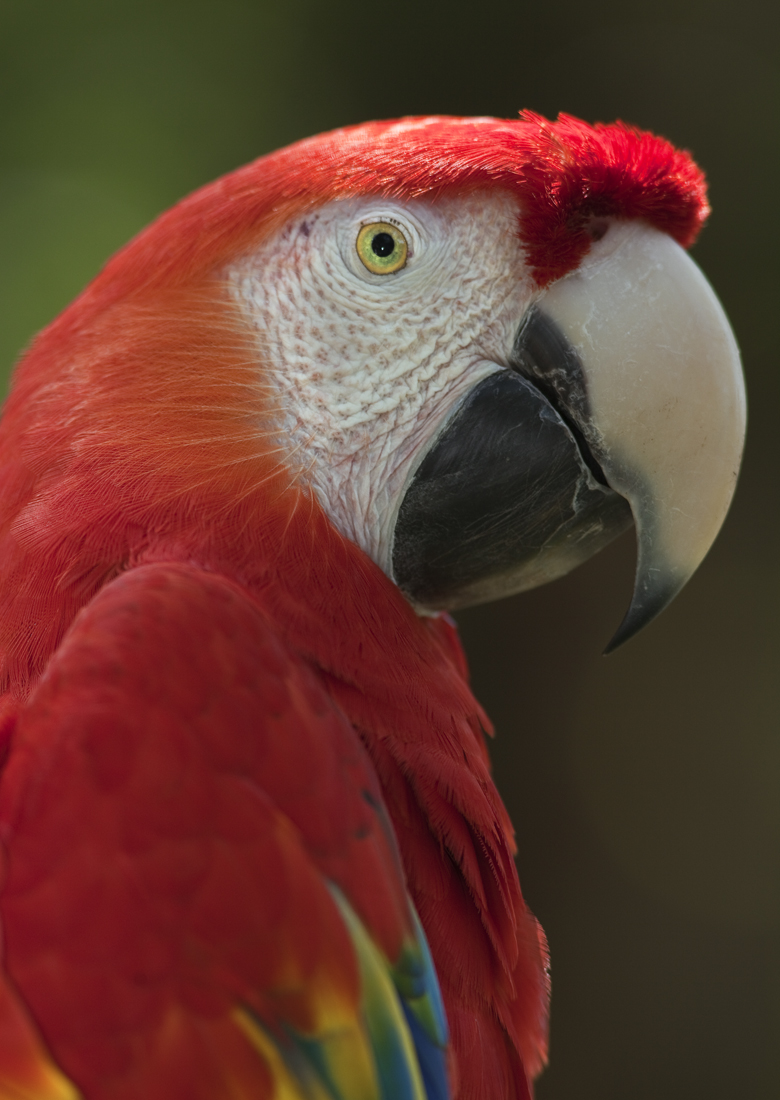 Download Polly (780Wx1100H)