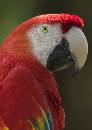 Polly (780Wx1100H) - Polly - Alligator Farm - 2010 