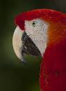 Polly 2 (801Wx1100H) - Polly 2 - Alligator Farm - 2010 