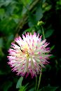  (1536Wx2304H) - Monet's PopCorn Flower 