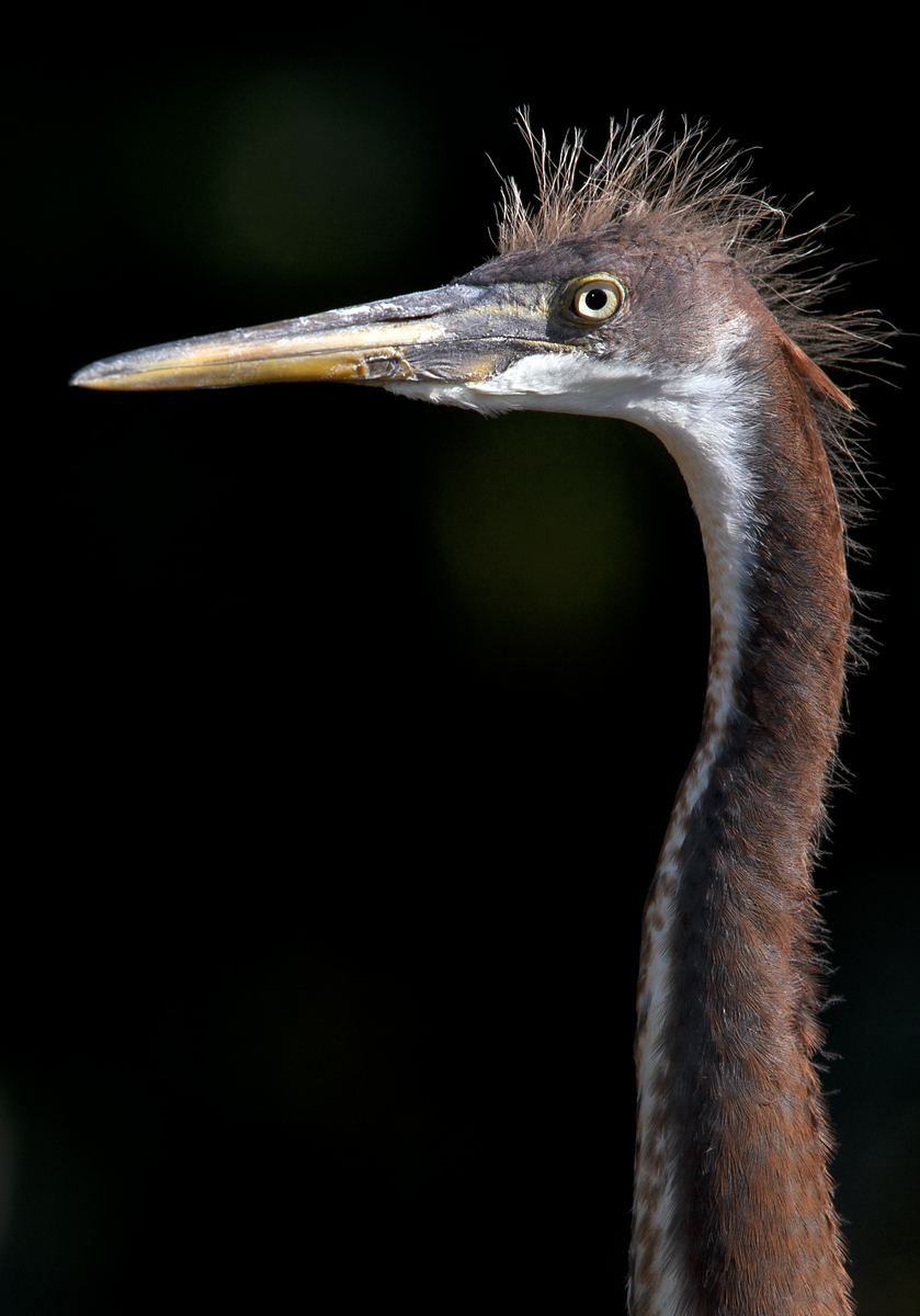 Download Portrait Baby Heron (839Wx1200H)