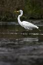 Prancing Great Egret (630Wx969H) - Prancing Great Egret - 2008 