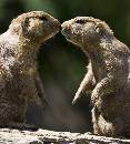 Prarie Dogs (1978Wx2200H) - Nose to Nose Prarie Dogs - 2009 