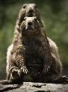 Real Friendly (948Wx1288H) - Prarie Dogs - Real Friendly - 2009 