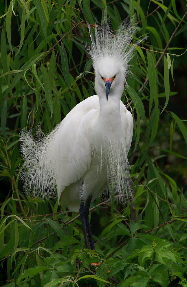 Download Preening Looking  (646Wx990H)