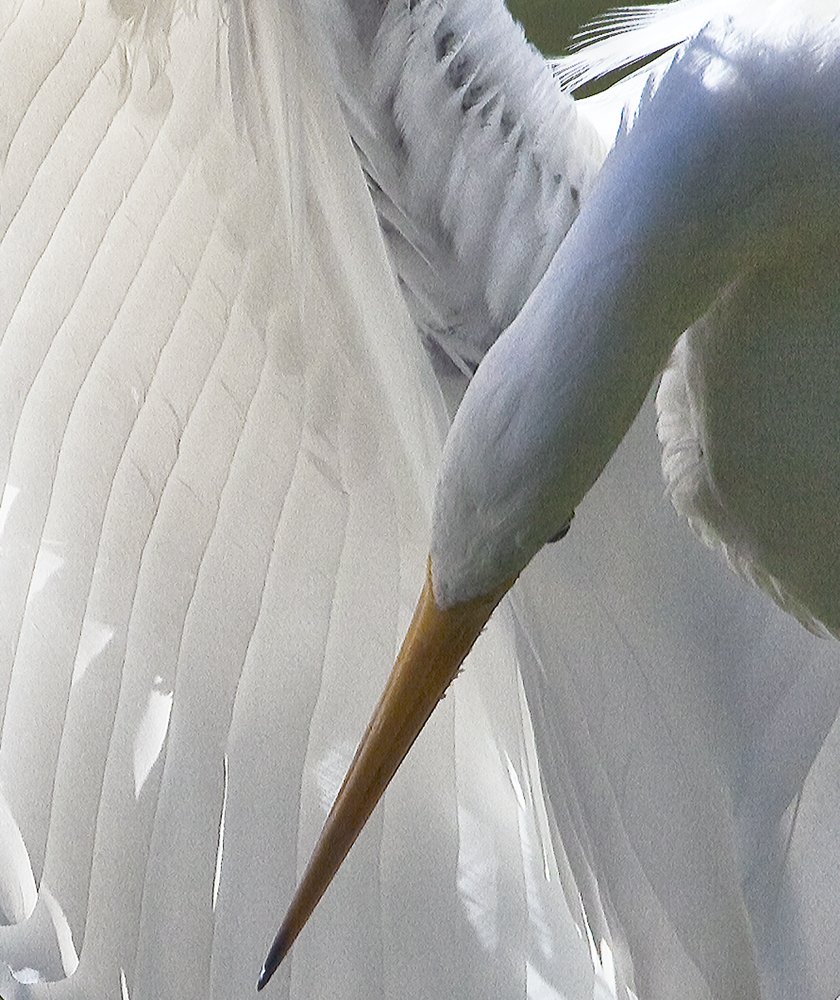 Download Preening Up Close (840Wx1000H)