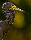 Profile Bby Heron 2 (852Wx1100H) - Profile - Baby Heron 2 - Amelia Island - 2010 