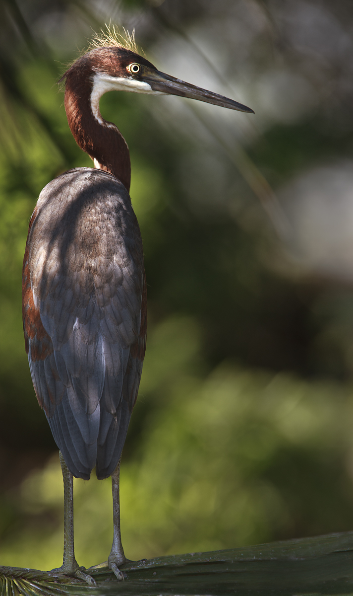 Download Profile Bby Heron (712Wx1200H)
