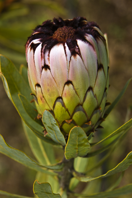 Download Protea 1 (447Wx670H)