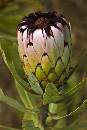 Protea 1 (447Wx670H) - Protea 1 - Maui - 2009 