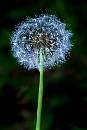 PuffFlower (405Wx605H) - PuffFlower - 2005 