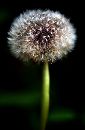  (469Wx720H) - Puffball, Henry Park, 2002 