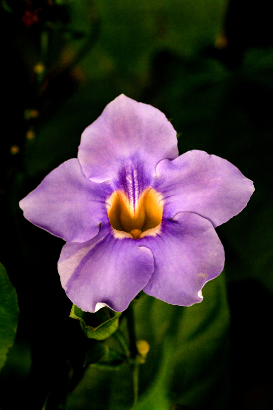 Download Purple Flower (540Wx810H)
