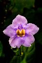 Purple Flower (540Wx810H) - Purple Flower 2 - San Antonio - 2006 