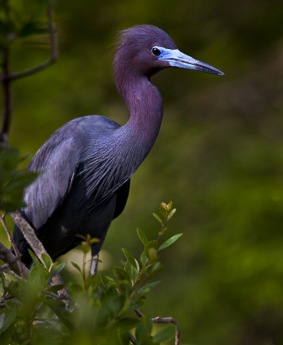 Download Purple Heron Baby (903Wx1100H)