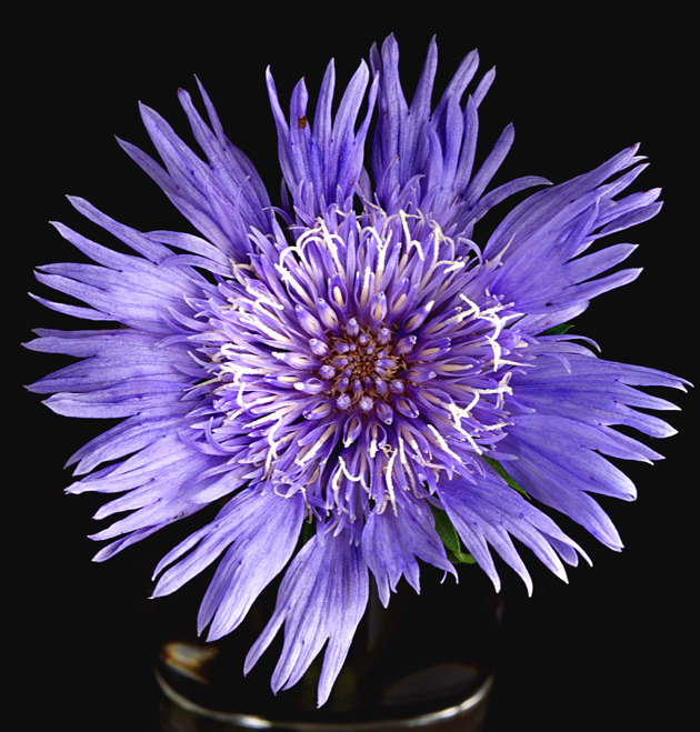 Download PurpuleFlower (630Wx659H)