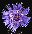 PurpuleFlower (630Wx659H) - Purpule Flower - 2006 