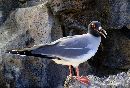  (686Wx464H) - Red Eye - Galapagos - 2002 