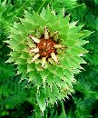  (729Wx876H) - Prickly Beauty 