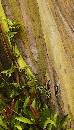 Rainbow Tree (416Wx730H) - Rainbow Tree - Hana Rd - Maui - 2009 