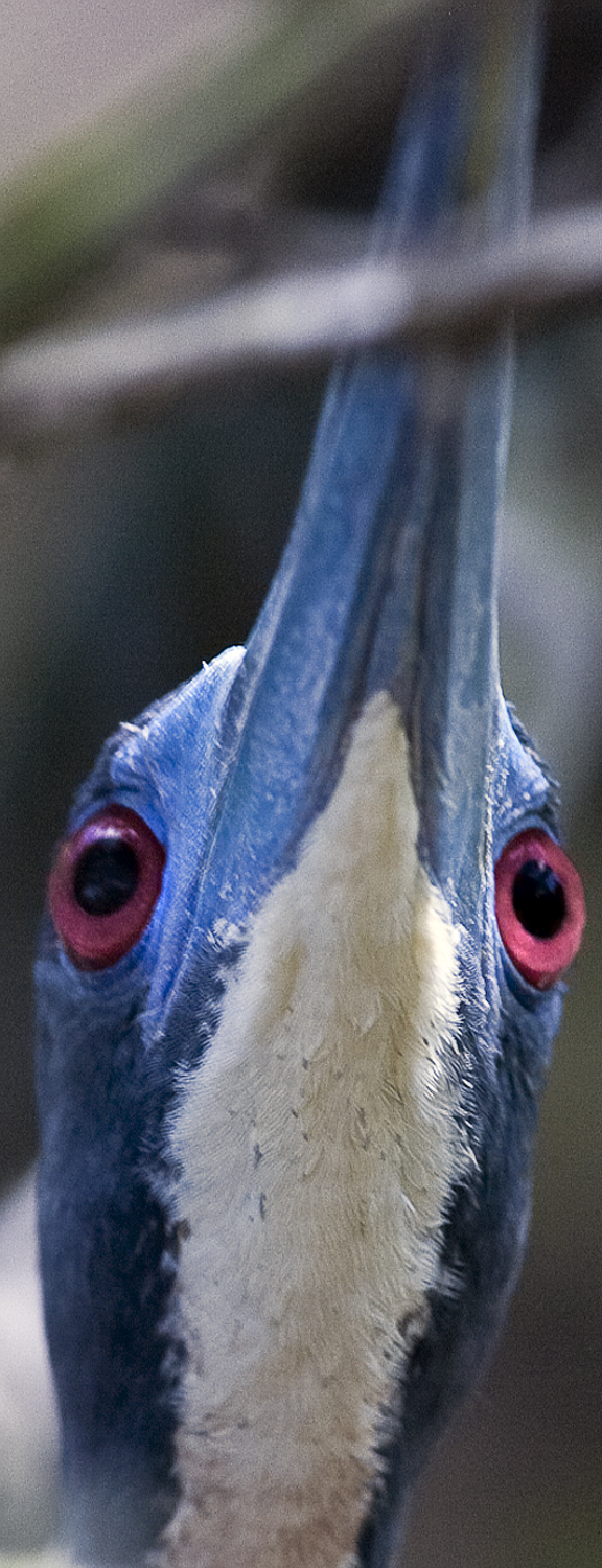 Download Red Eye (576Wx1500H)