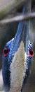 Red Eye (576Wx1500H) - Red Eye - Amelia Island - 2010 
