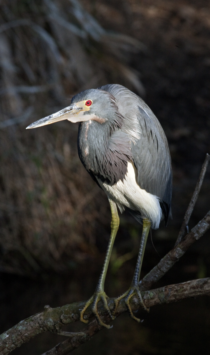 Download Red Eyed Heron (711Wx1200H)