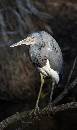Red Eyed Heron (711Wx1200H) - Red Eyed Heron - Amelia Island - 2010 